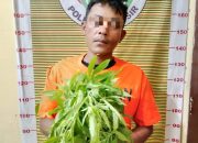 Polres Samosir Tangkap Pemilik, Penanam, dan Pengguna Narkotika Jenis Ganja di Desa Panampangan