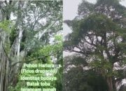 Pohon Hariara Yang Hilang: “Musnahnya Simbol Kehidupan di Tanah Batak Toba”