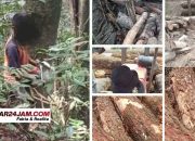 ZF Desak Penertiban Penebangan Kayu dan Galian C di Humbang Hasundutan