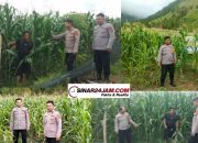 Polres Samosir Tunjukkan Keteladanan, Siap Panen Jagung Demi Ketahanan Pangan Nasional