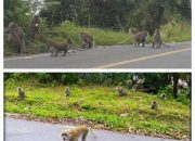 Tragis! Monyet di Hutan Tele Terpaksa Mengemis di Jalan, Siapa yang Harus Disalahkan?
