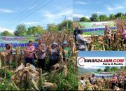 Panen Jagung Perdana di Desa Pardomuan I, Bukti Kolaborasi Bhabinkamtibmas Polres Samosir dan Warga Membuahkan Hasil Nyata