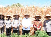 Kapolda Sumut Panen Jagung di Samosir, Targetkan 128 Hektare Lahan untuk Ketahanan Pangan Nasional