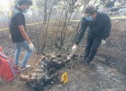 Tragis! Buka Lahan dengan Cara Bakar, Seorang Ibu Tewas Terpanggang di Pollung Humbahas