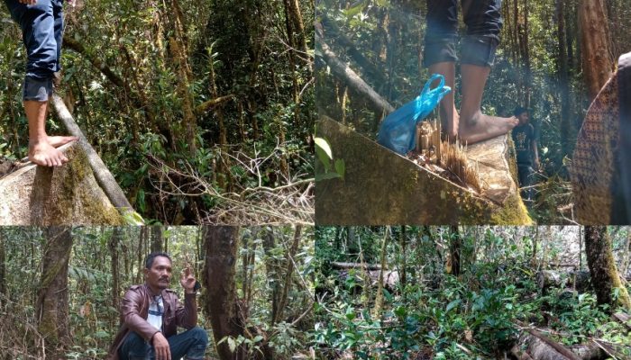 Penelusuran Jejak Penebangan Ilegal di Hutan Wisata Situmorang Tele: Warga dan Pegiat Lingkungan Desak Penegakan Hukum