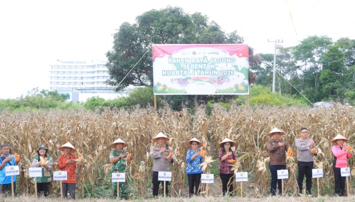 Panen Raya Jagung Serentak Kuartal I 2026, Polres Samosir Dukung Program Ketahanan Pangan Nasional