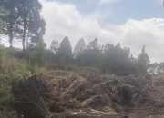 Kawasan Hutan Lindung di Samosir Diduga Dikelola Tanpa Izin, KPH XIII Kirim Surat Penghentian Sementara