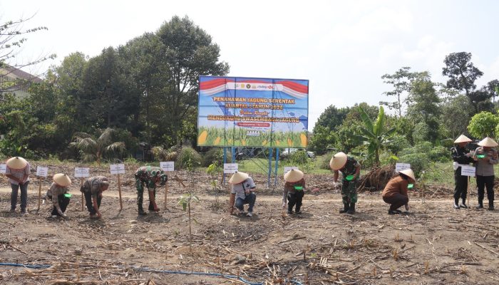 Kapolres Pematangsiantar Bersama Forkopimda Tanam Jagung Serentak Kuartal I Tahun 2026
