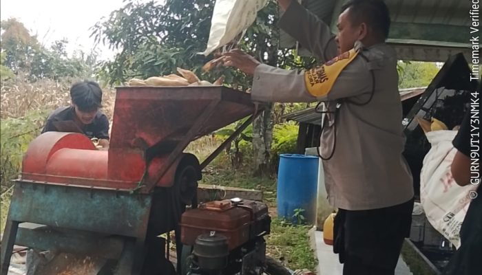 Dukung Swasembada Pangan, Bhabinkamtibmas Polsek Siantar Barat Sambangi Ladang Jagung Warga Binaan