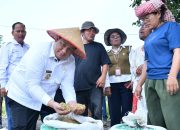 Panen Tak Lagi Berat: Vandiko Turun ke Sawah, Taksi Alsintan Ubah Wajah Pertanian Samosir