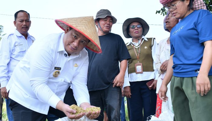 Panen Tak Lagi Berat: Vandiko Turun ke Sawah, Taksi Alsintan Ubah Wajah Pertanian Samosir