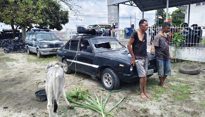 Respons Cepat Laporan 110, Unit Jatanras Polres Simalungun Ringkus Dua Terduga Pencuri Lembu