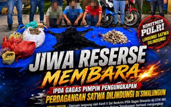Satwa Dilindungi Bukan untuk Dikuliti, IPDA Gagas Pimpin Pengungkapan Perdagangan Satwa Dilindungi di Simalungun: Jiwa Reserse Membara