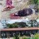 Peristiwa Berdarah di Nagori Sipinggan Simalungun, Diduga karena Cemburu Suami Aniaya Istrinya Hingga Meninggal