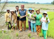 Tingkatkan Produksi Pertanian, Kepala BPBD Simalungun Tinjau Dua Bendung yang Rusak Akibat Bencana Banjir di Kecamatan Ujung Padang