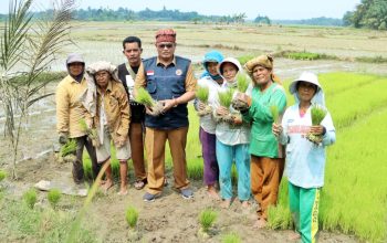 Tingkatkan Produksi Pertanian, Kepala BPBD Simalungun Tinjau Dua Bendung yang Rusak Akibat Bencana Banjir di Kecamatan Ujung Padang