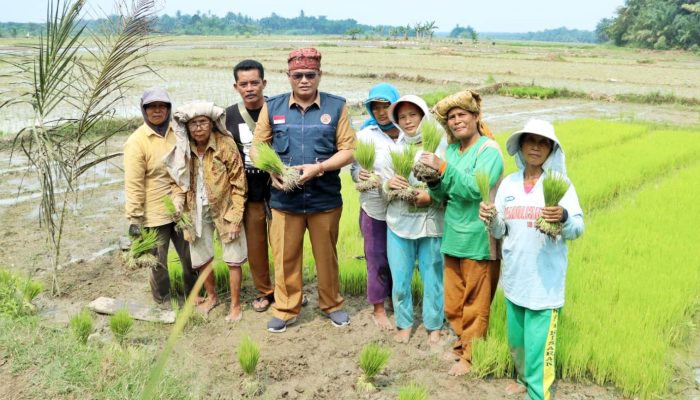 Tingkatkan Produksi Pertanian, Kepala BPBD Simalungun Tinjau Dua Bendung yang Rusak Akibat Bencana Banjir di Kecamatan Ujung Padang